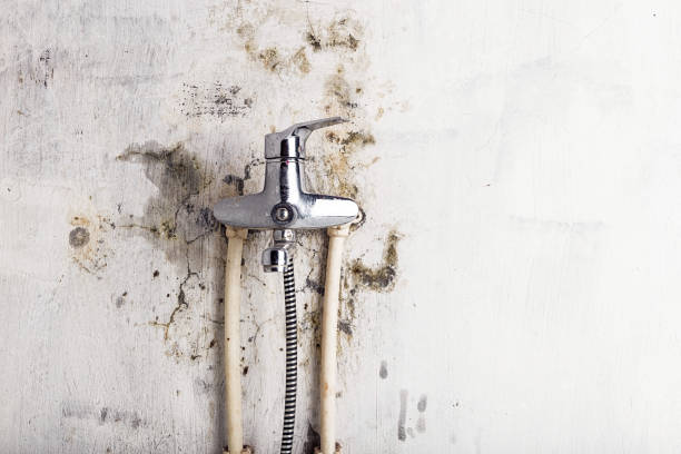 Best Emergency Mold Remediation in Bronte, TX