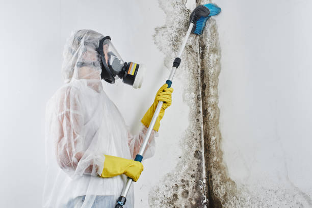 Best DIY Mold Remediation Support Services in Bronte, TX