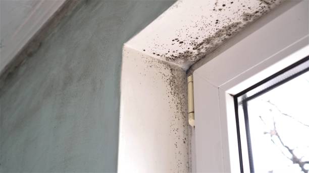 Best Insurance-Related Mold Remediation in Bronte, TX