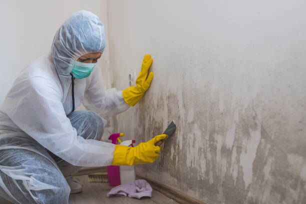 Best Residential Mold Remediation in Bronte, TX