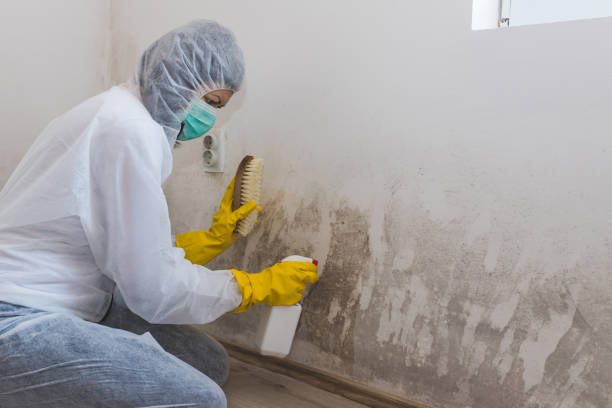 Best White Mold Remediation in Bronte, TX