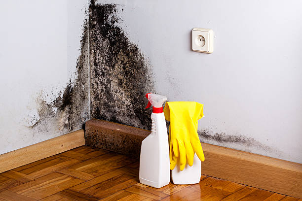 Best Attic Mold Remediation in Bronte, TX