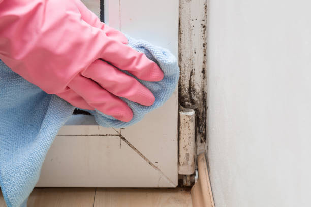 Trusted Bronte, TX Mold Remediation Experts
