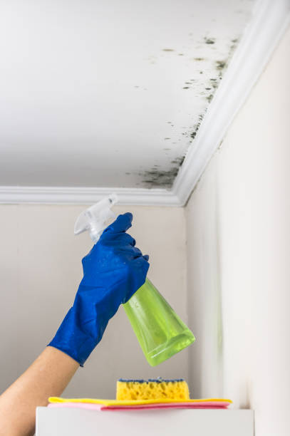 Best Mold Remediation for Specific Building Types in Bronte, TX